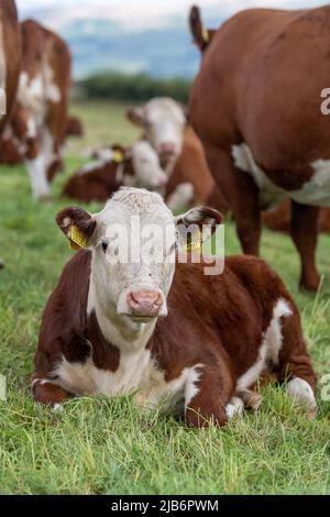 Hereford-Kalb setzte sich unter die Herde, auf Grasland in Cumbria, Großbritannien. Stockfoto