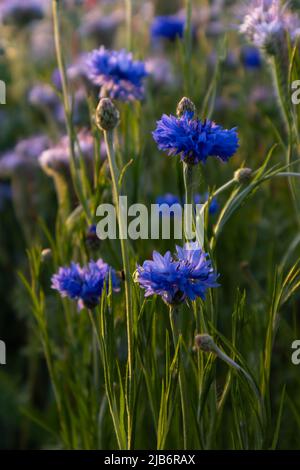 Magnolia Aster Blume wächst in der italienischen Landschaft. Hochwertige Fotos Stockfoto