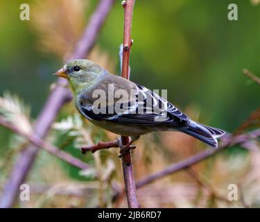 American Goldfinch weibliche Vogel Nahaufnahme Seitenansicht, auf einem Zweig mit einem verschwommenen Hintergrund in seiner Umgebung und Lebensraum mit gelben Federn thront. Stockfoto