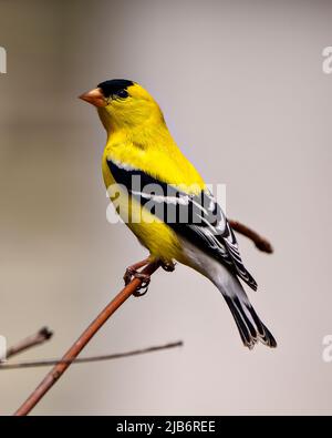 American Goldfinch männliche Nahaufnahme, die auf einem Zweig mit einem weißen Hintergrund in seiner Umgebung thront und ein gelbes Federgefieder zeigt. Stockfoto