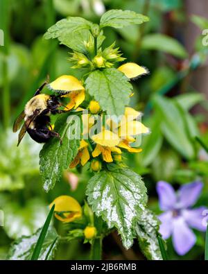 Braungurted Bumblebee sammelt Nektar aus einer gelben Blume mit Laub und verwischen Hintergrund in seiner Umgebung und Lebensraum. Bee Image und Photo. Stockfoto