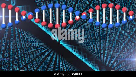 Bild eines dna-Strangdrehens über Binärcode Stockfoto