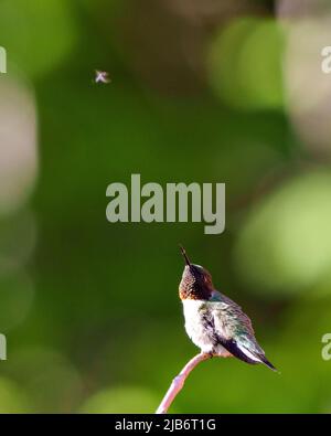 Kolibri thronte auf einem Ast und blickte auf ein Insekt in Richtung Himmel und zeigte mehrfarbiger Federgefieder, langen Schnabel, Auge, grünen Hintergrund. Stockfoto