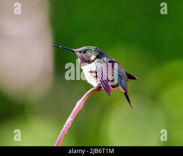 Kolibri-Nahaufnahme auf einem Ast mit mehrfarbigem Federgefieder, langem Schnabel, Auge mit verschwommenem grünen Hintergrund in seiner Umgebung. Stockfoto