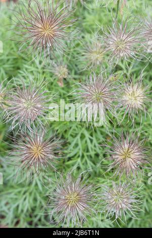 Pulsatilla grandis - große Pasqué-Blume. Stockfoto