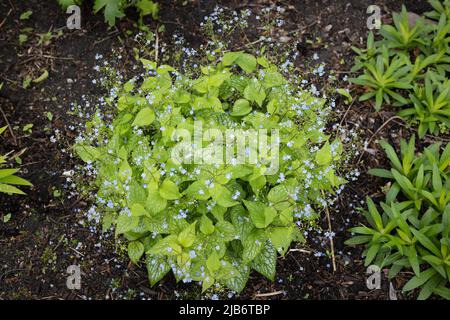 Brunnera macrophylla „Alexander's Great“. Stockfoto