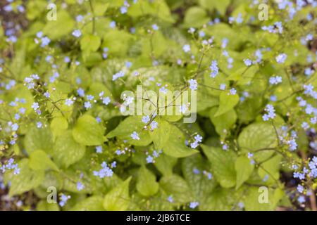 Brunnera macrophylla „Alexander's Great“. Stockfoto