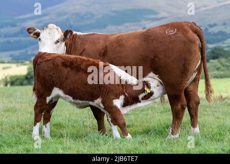 Hereford-Kuh, eine einheimische englische Rinderrasse, die ihr Kalb auf einer Hochlandweide, Cumbria, Großbritannien, säckt. Stockfoto