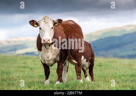 Hereford-Kuh, eine einheimische englische Rinderrasse, die ihr Kalb auf einer Hochlandweide, Cumbria, Großbritannien, säckt. Stockfoto