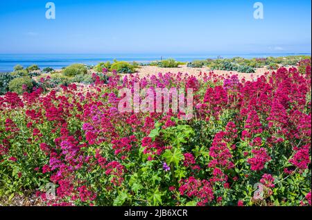 Rote Baldrianpflanze (Centranthus ruber), AKA Spur Baldrian, Kiss-me-Quick, Fuchsbürste, Jupiterbart, An einem Strand im Frühling in West Sussex, Großbritannien. Stockfoto