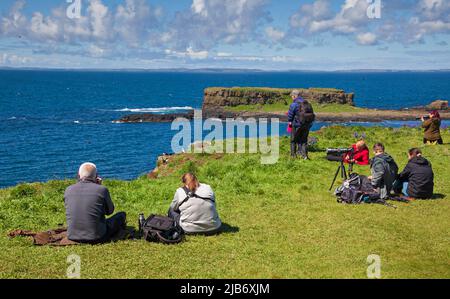 Touristen sehen Papageitaucher-Familien machen ihre Höhlen auf der Insel Lunga, der größten der Treshnish Isles in Argyll und Bute, Schottland. Stockfoto