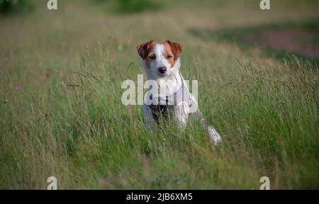 Jack Russell Terrier im hohen Gras auf einem Spaziergang in der Natur Stockfoto