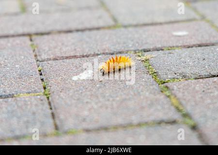 Die orangefarbene Raupe der Ahorneule, Acronicta aceris, auf einem Fußweg. Stockfoto