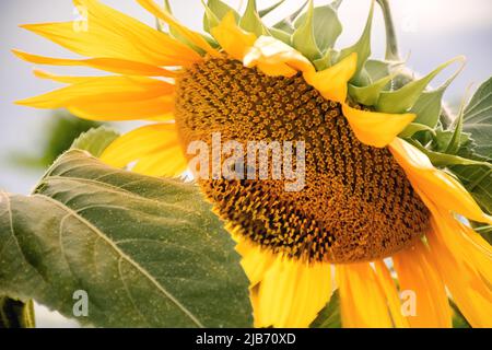 Weicher selektiver Fokus auf eine schöne Sonnenblume, auf der eine Biene sitzt. Nahaufnahme der goldenen Blume auf ukrainischem Agrarfeld. Sonnenblumen-Tag. Stockfoto