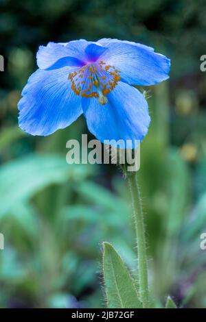 Ein einziger blauer Mohn in voller Blüte. Hoch und königlich, eine schöne Pflanze, die eine kurze Blütezeit hat Stockfoto