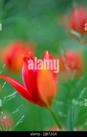 Kleine rote Tulpen wachsen in natürlicher Umgebung Stockfoto