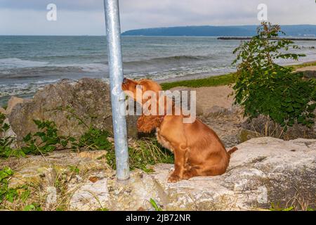 Süßer, vier Monate alter englischer Welpe Cocker Spaniel, der auf der Küstenallee von Varna Beach Bulgaria steht Stockfoto