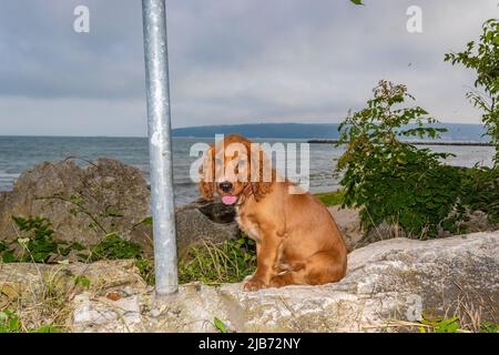 Süßer, vier Monate alter englischer Welpe Cocker Spaniel, der auf der Küstenallee von Varna Beach Bulgaria steht Stockfoto