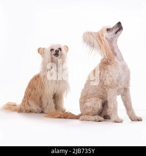 Chinese Crested Powder Puff photographt im Studio mit weißem Hintergrund. Northampton, Engand, Großbritannien. Stockfoto