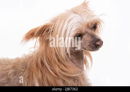 Chinese Crested Powder Puff photographt im Studio mit weißem Hintergrund. Northampton, Engand, Großbritannien. Stockfoto