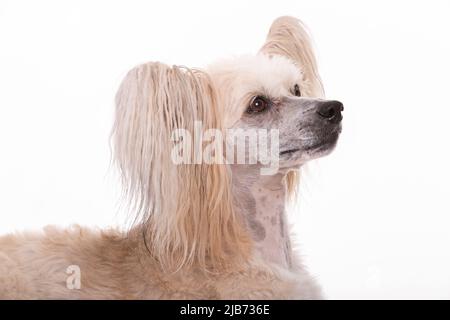 Chinese Crested Powder Puff photographt im Studio mit weißem Hintergrund. Northampton, Engand, Großbritannien. Stockfoto