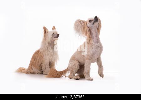 Chinese Crested Powder Puff photographt im Studio mit weißem Hintergrund. Northampton, Engand, Großbritannien. Stockfoto