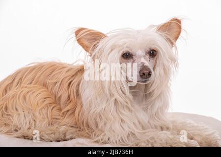 Chinese Crested Powder Puff photographt im Studio mit weißem Hintergrund. Northampton, Engand, Großbritannien. Stockfoto