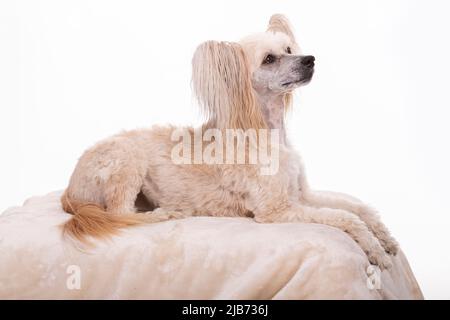 Chinese Crested Powder Puff photographt im Studio mit weißem Hintergrund. Northampton, Engand, Großbritannien. Stockfoto