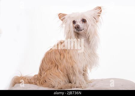 Chinese Crested Powder Puff photographt im Studio mit weißem Hintergrund. Northampton, Engand, Großbritannien. Stockfoto