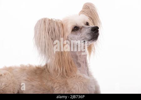 Chinese Crested Powder Puff photographt im Studio mit weißem Hintergrund. Northampton, Engand, Großbritannien. Stockfoto