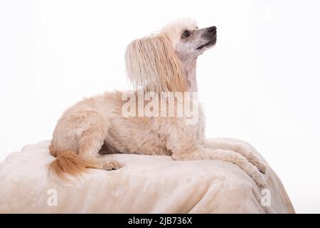 Chinese Crested Powder Puff photographt im Studio mit weißem Hintergrund. Northampton, Engand, Großbritannien. Stockfoto