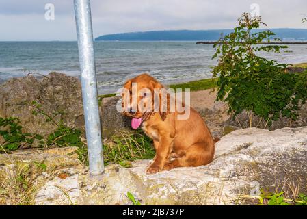 Süßer, vier Monate alter englischer Welpe Cocker Spaniel, der auf der Küstenallee von Varna Beach Bulgaria steht Stockfoto