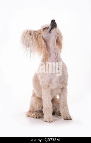 Chinese Crested Powder Puff photographt im Studio mit weißem Hintergrund. Northampton, Engand, Großbritannien. Stockfoto