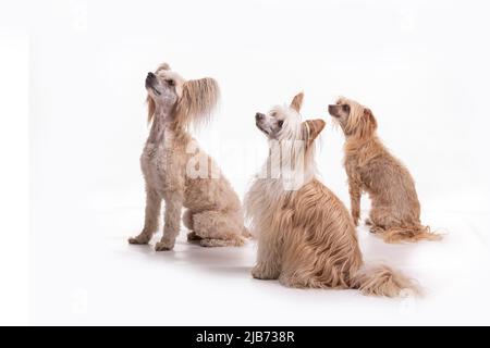 Chinese Crested Powder Puff photographt im Studio mit weißem Hintergrund. Northampton, Engand, Großbritannien. Stockfoto