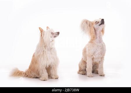 Chinese Crested Powder Puff photographt im Studio mit weißem Hintergrund. Northampton, Engand, Großbritannien. Stockfoto