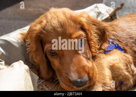 Niedlicher Welpe vier Monate alt Englisch Cocker Spaniel Ruhe müde Stockfoto