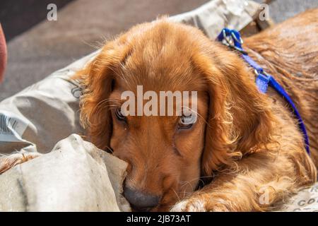 Niedlicher Welpe vier Monate alt Englisch Cocker Spaniel Ruhe müde Stockfoto