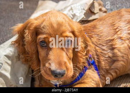 Niedlicher Welpe vier Monate alt Englisch Cocker Spaniel Ruhe müde Stockfoto