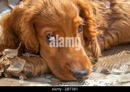 Niedlicher Welpe vier Monate alt Englisch Cocker Spaniel Ruhe müde Stockfoto