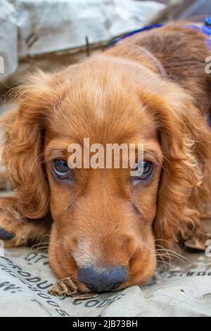 Niedlicher Welpe vier Monate alt Englisch Cocker Spaniel Ruhe müde Stockfoto