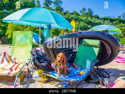 Süßer, vier Monate alter englischer Cocker Spaniel, der sich auf einem Liegestuhl am Sommerstrand der Stadt Varna, Bulgarien, entspannt Stockfoto