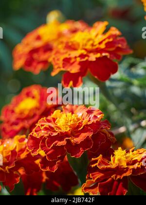 Tagetes erecta Zier- und Heilpflanze mit orangen und gelben Blüten. Stockfoto