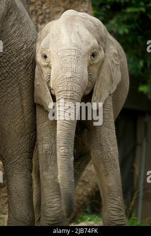 Elefant jung Blick auf die Kamera, während lehnte sich gegen Mutter Stockfoto