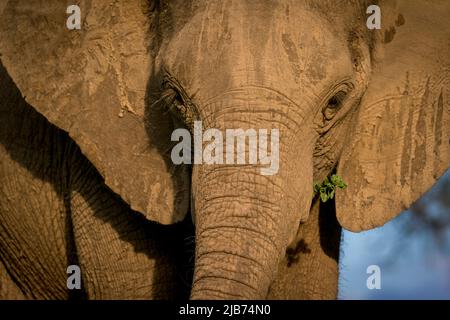 Elefant Nahaufnahme Essen Stockfoto