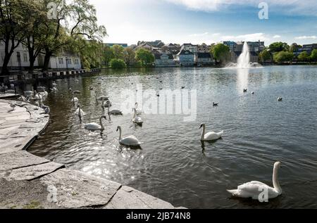 Weiße Schwäne in einem kleinen See im Byparken Park im Stadtzentrum von Stavanger, Norwegen, 17. Mai 2018 Stockfoto