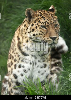 „Leopard sitzend“, „Panthera Pardus“, „Panther“, „große Katze“, „nachtaktiv“, „Fleischfresser“, „Tierschutz“, „chillt aus“, „afrikanische Königin“ Stockfoto