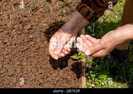 Die Hände einer älteren Frau werfen Pflanzensamen in den Boden. Die Frühjahrssaat funktioniert an einem warmen sonnigen Tag im Garten. Stockfoto