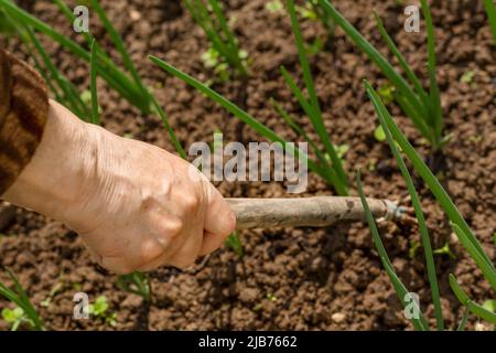 Die Hände einer älteren Frau hacken den Boden mit Pflanzungen auf einem Bett mit Zwiebeln. Frühjahrsarbeit an einem warmen, sonnigen Tag. Stockfoto