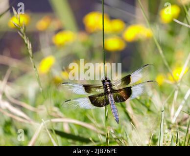 Witwe Skimmer Männlich. Foothills Park, Santa Clara County, Kalifornien, USA. Stockfoto