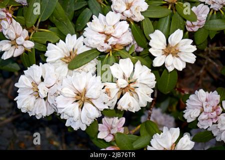 Weiße Blüten aus Rhododendron mit grünen Blättern Stockfoto